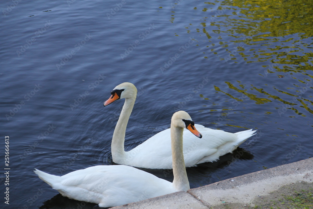 Two white swans with red beaks in a city pond in dark blue water Two white swans with red beaks in a city pond in dark blue water