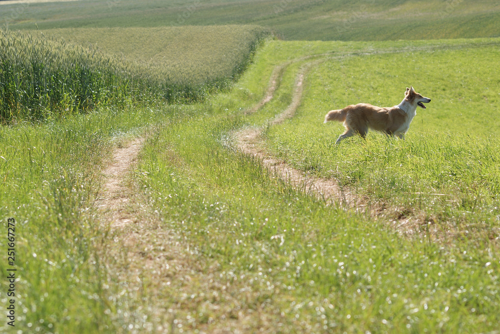 Obraz premium Collie