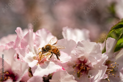 Bee on a pink flower collecting pollen