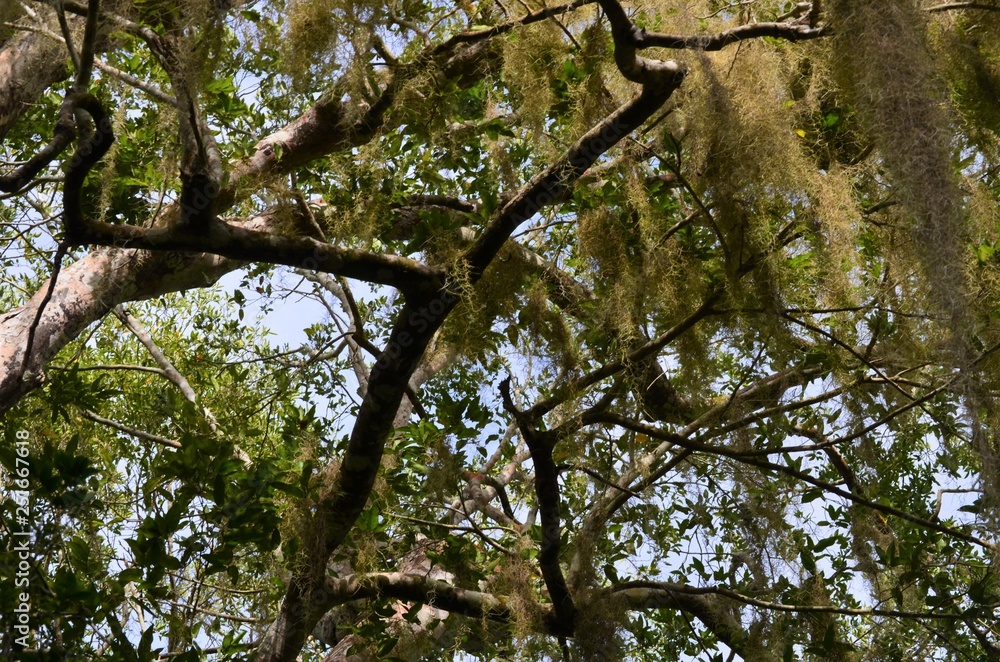 Fototapeta premium Spanish moss hanging from tall branches