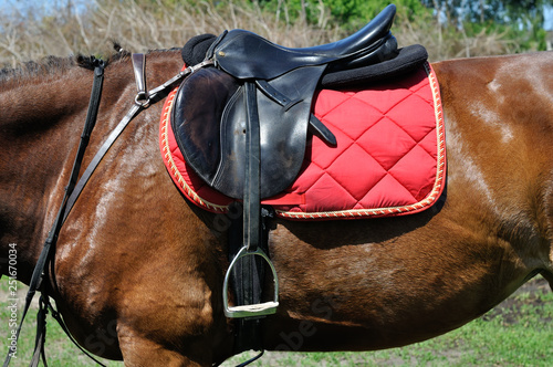 close up of a horse harness, side view