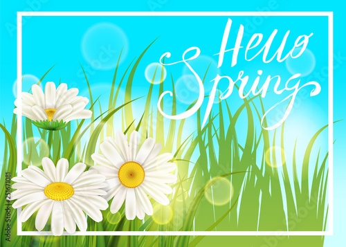 Spring daisies, chamomiles juicy green, lettering Spring, grass background Template for banners, web, flyer. Vector illustration isolated.