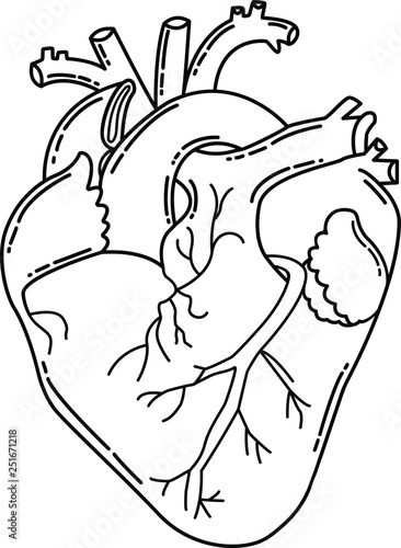 Anatomical heart. Human organ. Vector illustration.