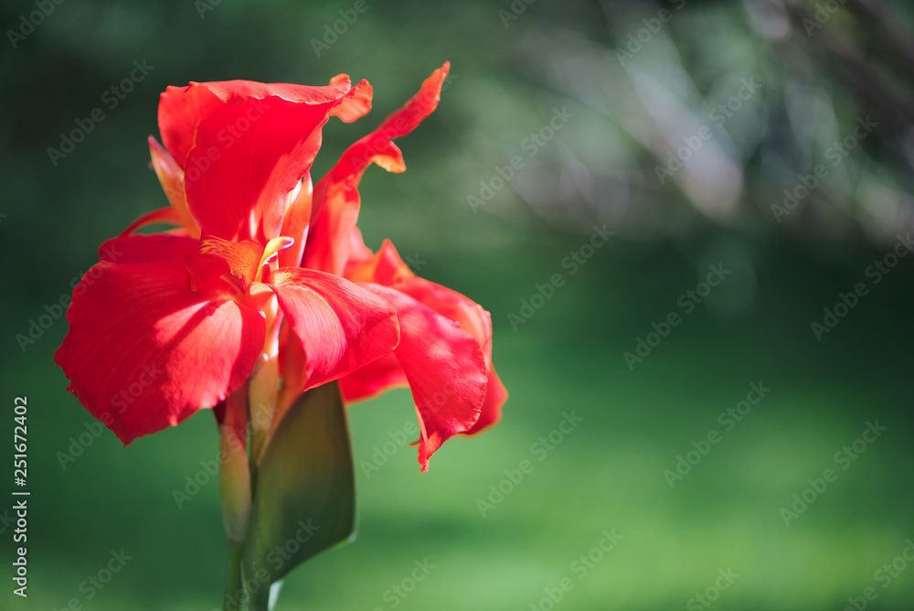 Close-up of a Subtle red Indian Shot flower (Canna Indica) in a South American garden. Gentle movements under the summer breeze. 
