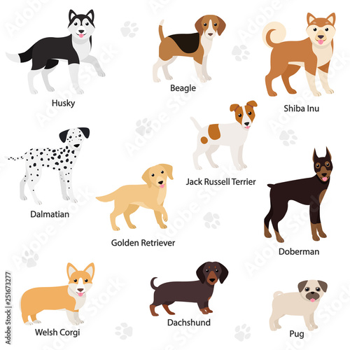 Dogs of different breed set. Dog is standing sideways. Dreeds: Beagle, Welsh Corgi, Jack Russell Terrier, Dalmatian, Husky, Doberman, Dachshund, Golden Retriever, Pug. Isolated vector illustration
