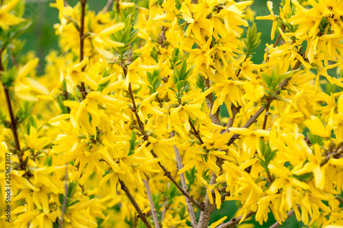 Spring blossom background of yellow flowering bushes