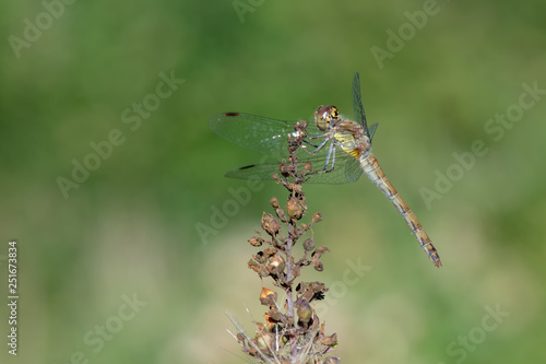 dragonfly sitting on blade of grass