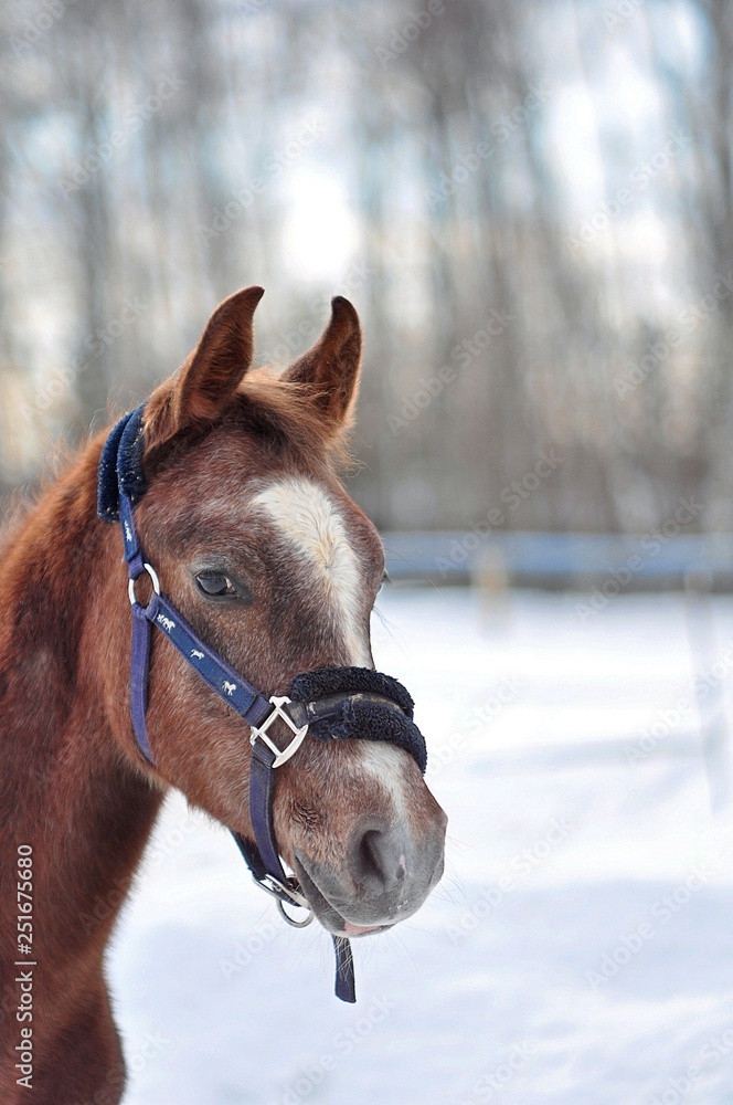 portrait of ayoung horse with a white groove portrait of ayoung horse with a white groove