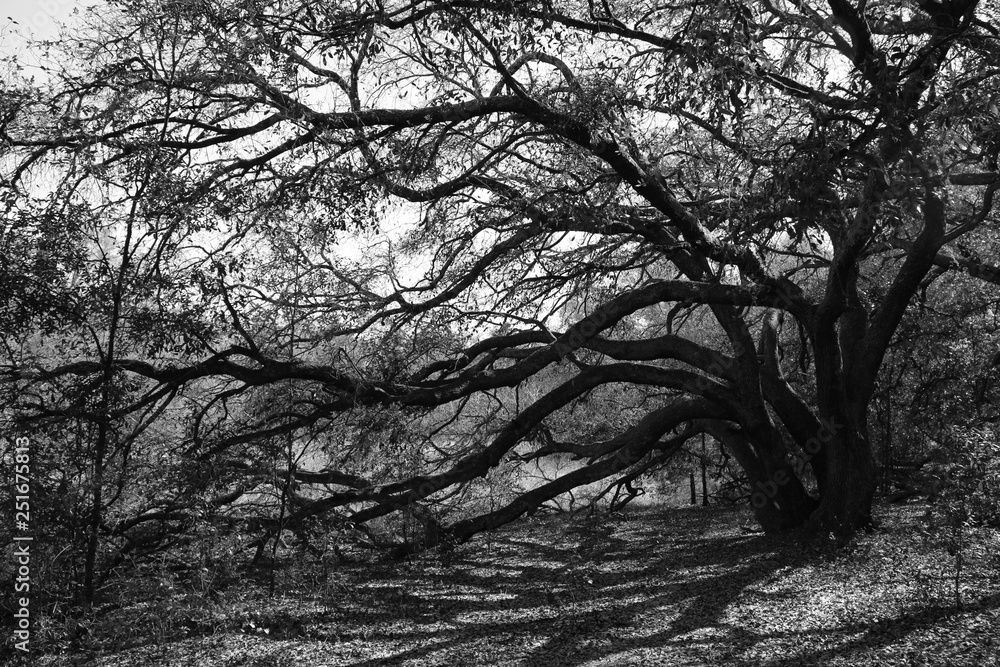 tree reaching out tree reaching out