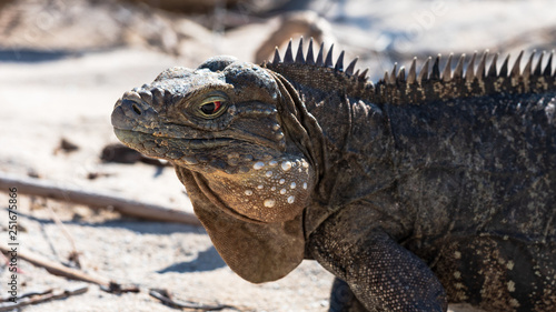 close up of iguana head © Michael Barkmann