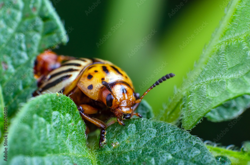Colorado potato beetle eats green potato leaves Colorado potato beetle eats green potato leaves