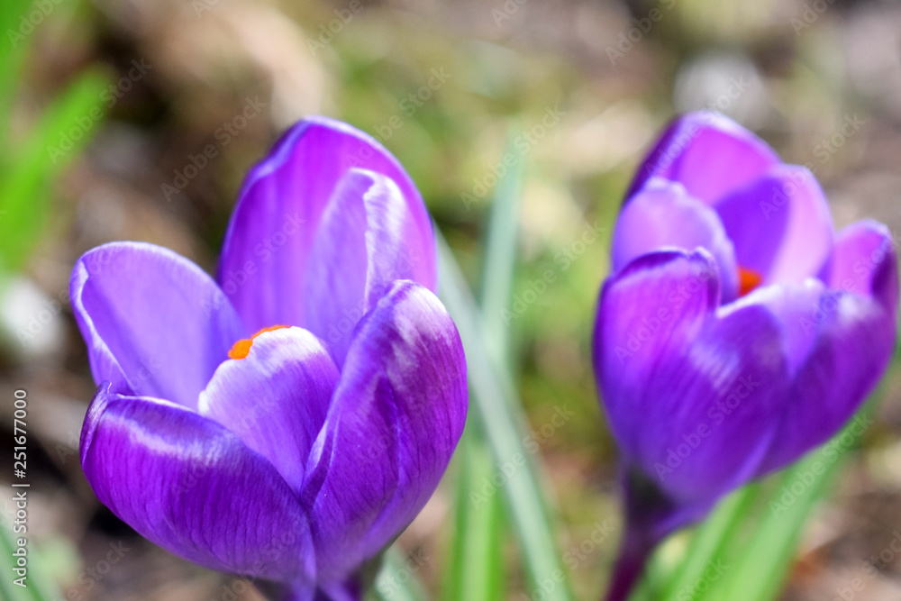 Violet crocuses. Spring first flowers. Close-up