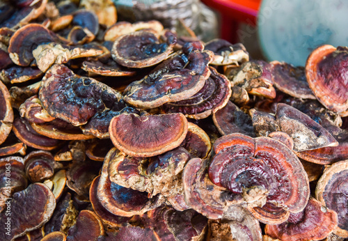 Fototapeta Naklejka Na Ścianę i Meble -  Dry lingzhi mushroom herbal medicine natural for sale in the local asia