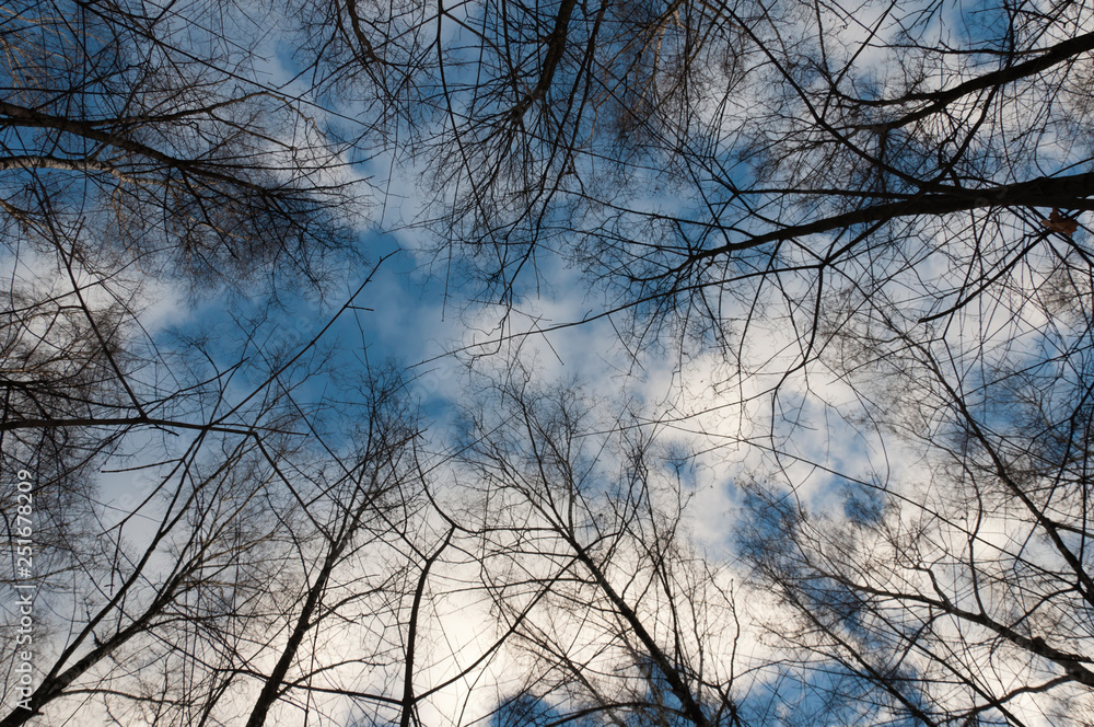 silhouette of trees branches on the background of blue spring sky silhouette of trees branches on the background of blue spring sky