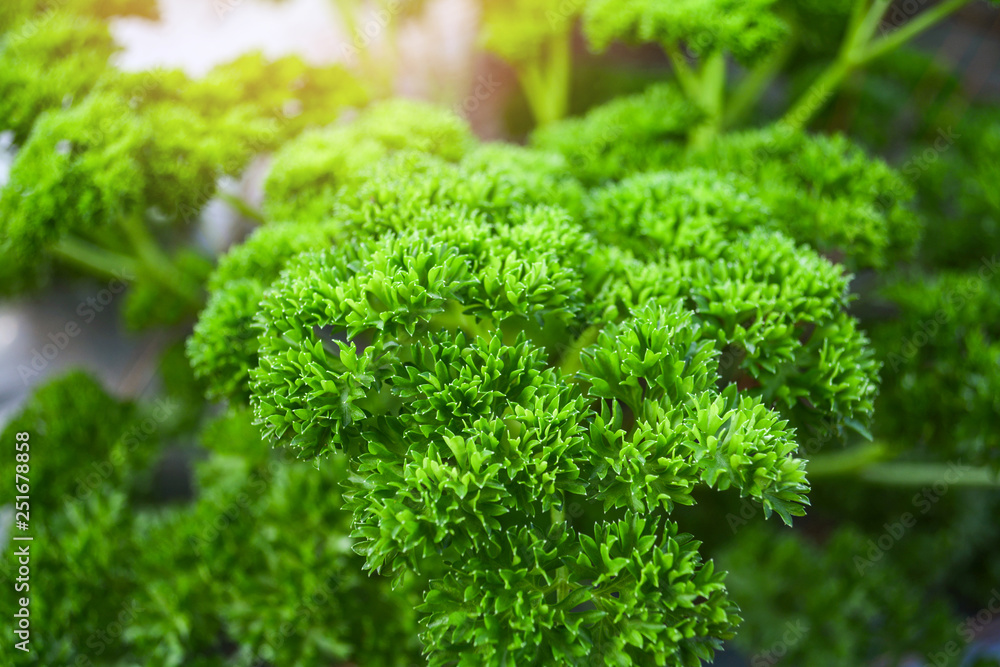 Fresh green curly parsley leaves in the vegetable farm garden Fresh green curly parsley leaves in the vegetable farm garden