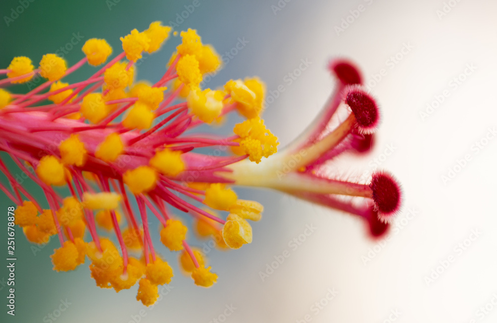 HIBISCUS HIBISCUS
