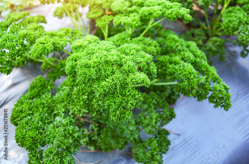 Fresh green curly parsley leaves in the vegetable farm garden
