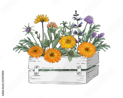 Garden wooden box with herbs and flowers.