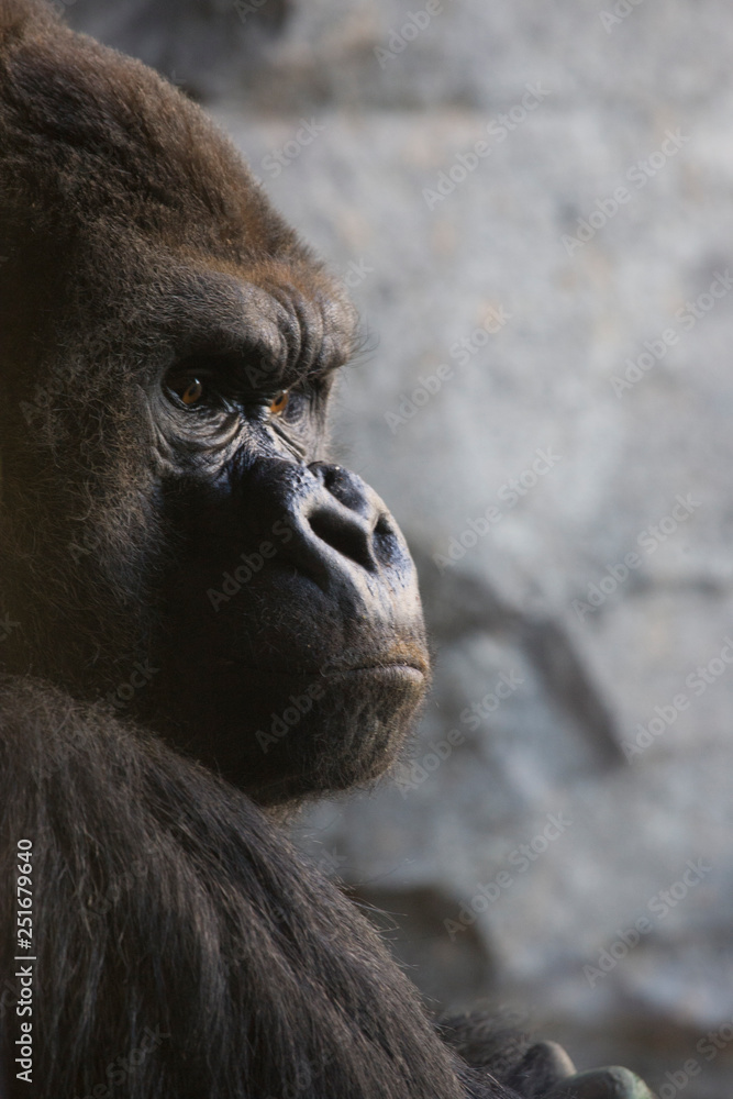 Retrato de un gorila 