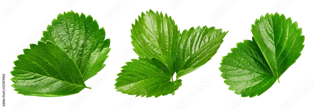 Strawberry leaves Clipping Path Strawberry leaves Clipping Path