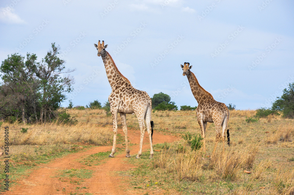 Obraz premium Giraffes