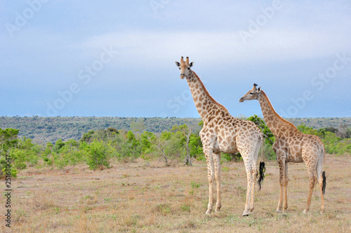 Adult and baby giraffe