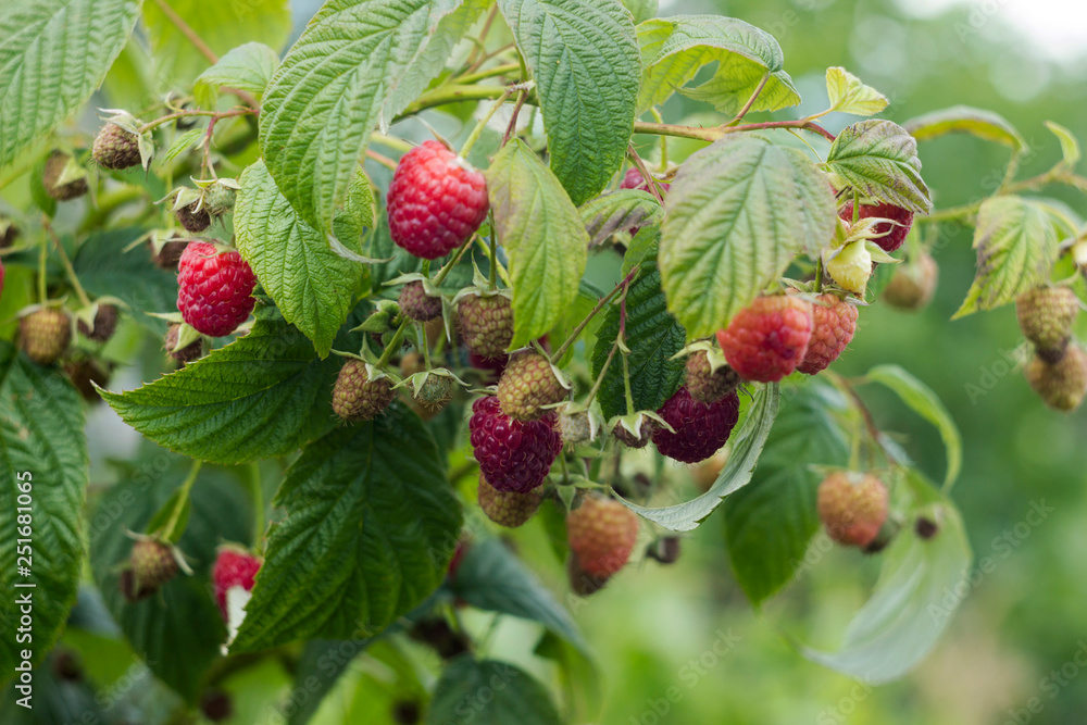 Obraz premium Ripe red raspberry grows in the garden, useful fruit, berry Bush, background
