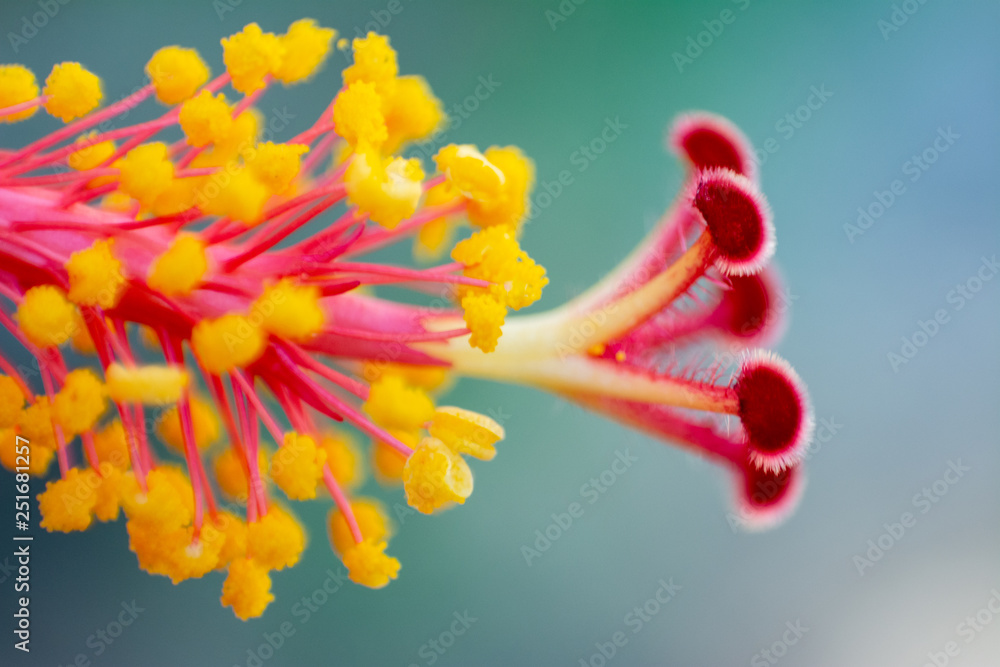 HIBISCUS HIBISCUS