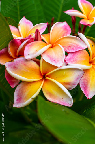 tropical flowers frangipani plumeria