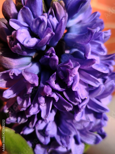 Violet hyacinth bright flowers  summer  close up