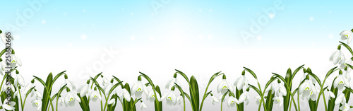 Springtime background with snowdrops and blue sky