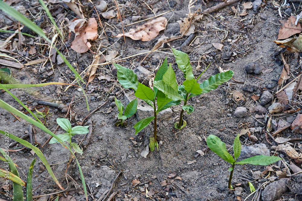 Close up of gentle fresh green growing cashew tree sprout Close up of gentle fresh green growing cashew tree sprout