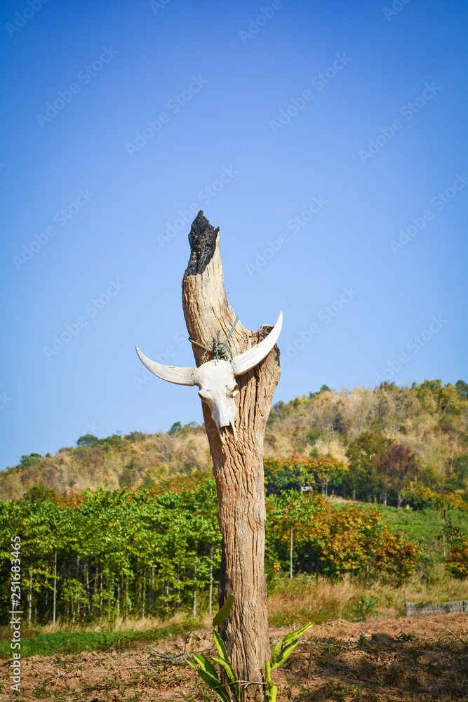 Animal Skull / Buffalo or cow skull hang on the wooden pole at dry land