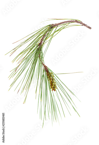 Pine Tree Branch And Cone on white background