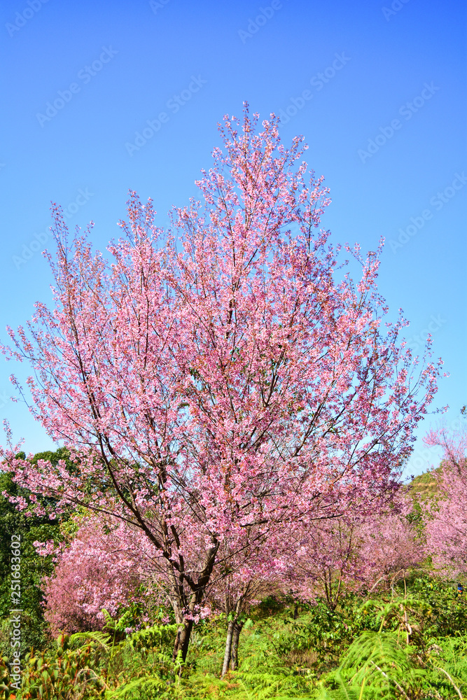 Pink tree of Wild Himalayan Cherry blossom or thai sakura flower tree landscape mountain hill
