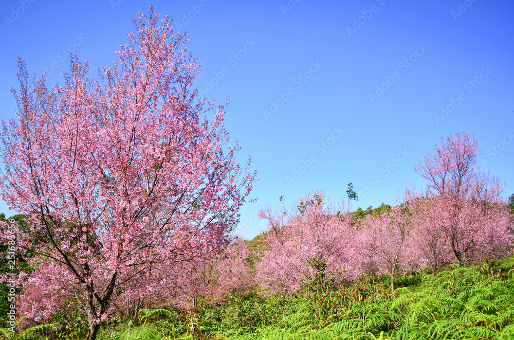 Pink tree of Wild Himalayan Cherry blossom or thai sakura flower tree landscape mountain hill Pink tree of Wild Himalayan Cherry blossom or thai sakura flower tree landscape mountain hill