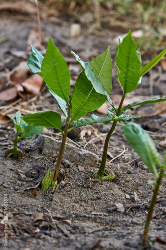 Close up of gentle fresh green growing cashew tree sprout