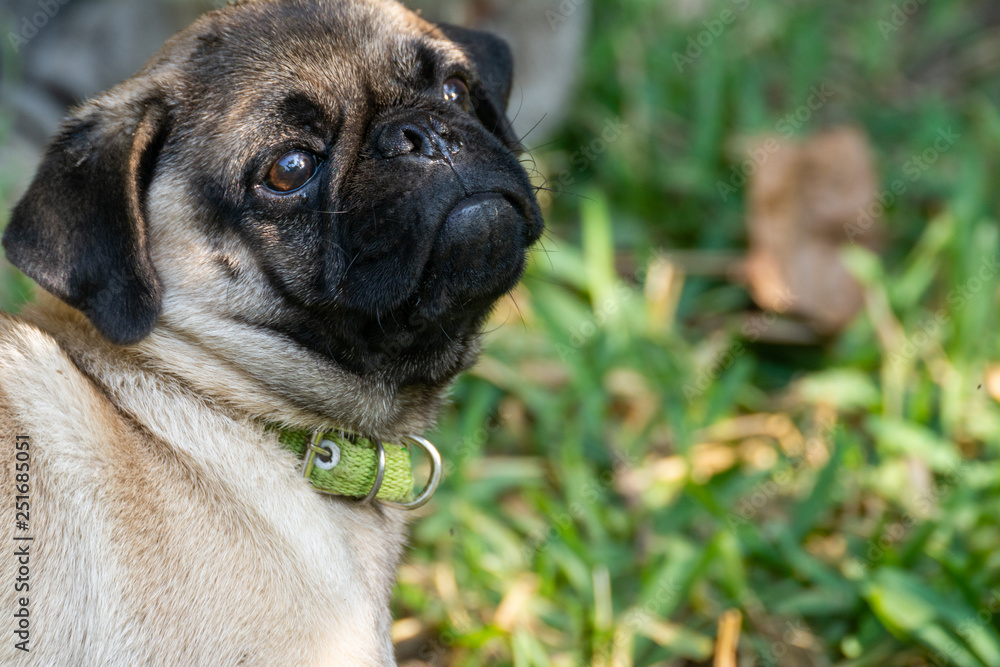 Obraz premium PUG