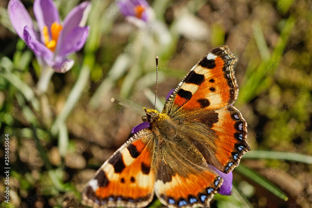 Schmetterlinge Deutschlands - Kleiner Fuchs Schmetterlinge Deutschlands - Kleiner Fuchs