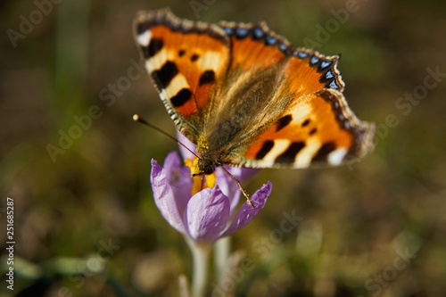 Schmetterlinge Deutschlands - Kleiner Fuchs