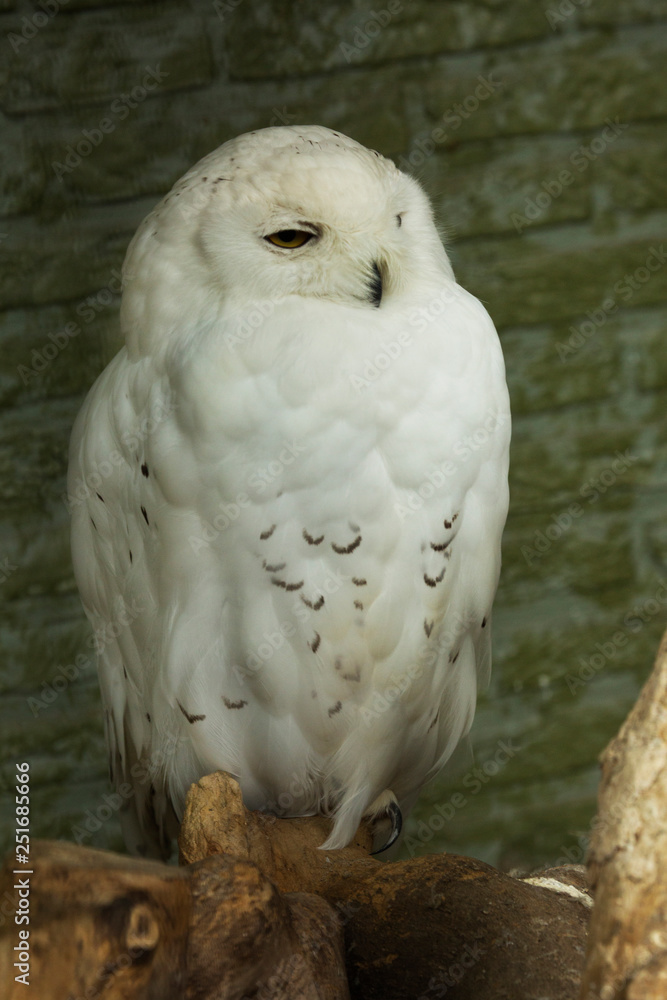 Obraz premium Snowy owl (Bubo scandiacus).