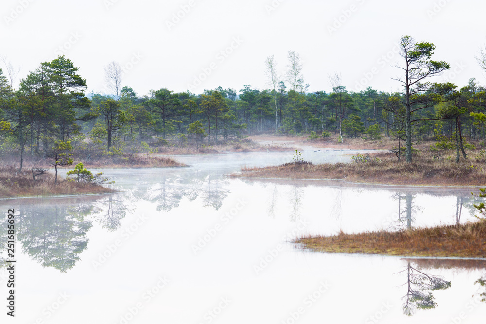 Scenic view of a fogy swamp in a morning