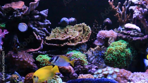 Tropical fishes in saltwater coral reef aquarium scene