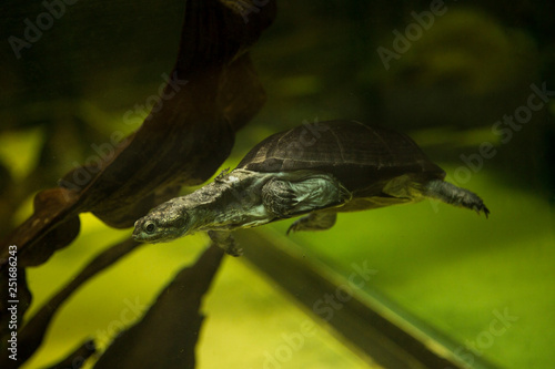 African keeled mud turtle (Pelusios carinatus).