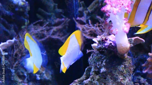 Yellow Pyramid Butterflyfish - (Hemitaurichthys polylepis) photo