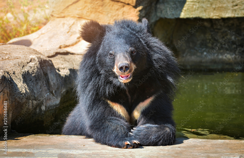 Asian Black bear with chest The V shape is white wool Asian Black bear with chest The V shape is white wool