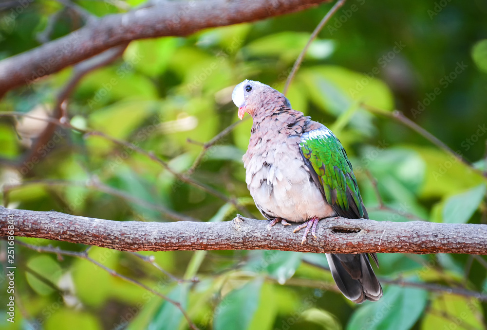 Common emerald dove asian bird green wing sitting on branch tree nature background