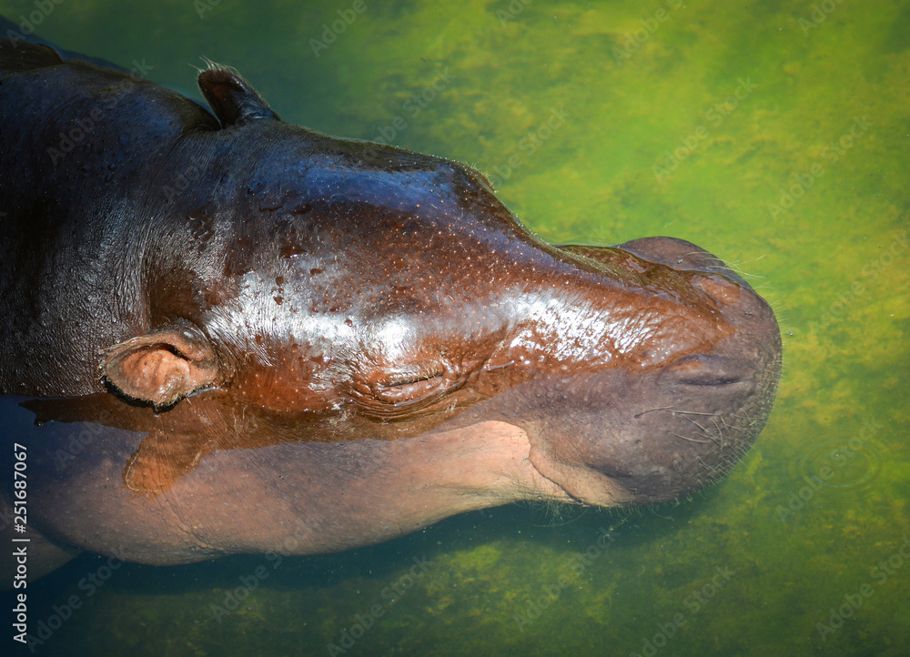 Obraz premium Hippopotamus floating on the water in hippo farm in the wildlife sanctuary