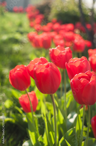A group of red tulips near the house. Spring landscape.