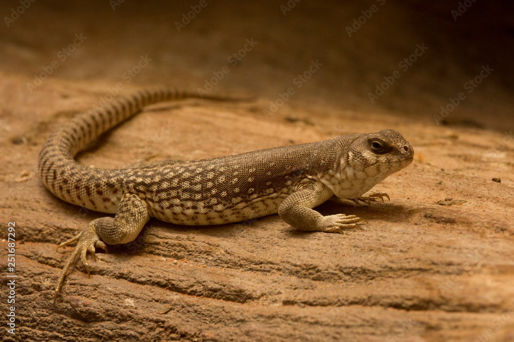 Desert iguana (Dipsosaurus dorsalis). Desert iguana (Dipsosaurus dorsalis).